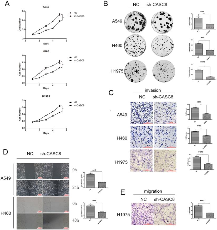 J Cancer Image