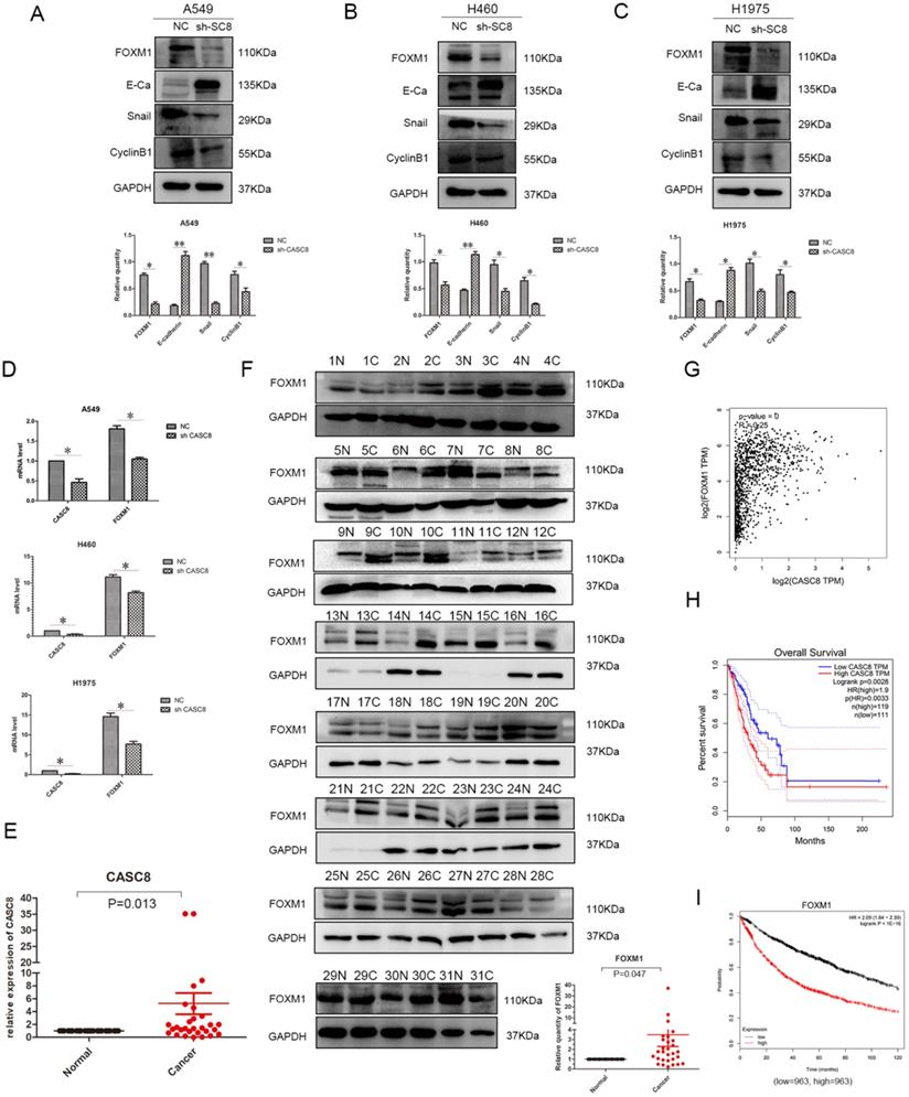 J Cancer Image