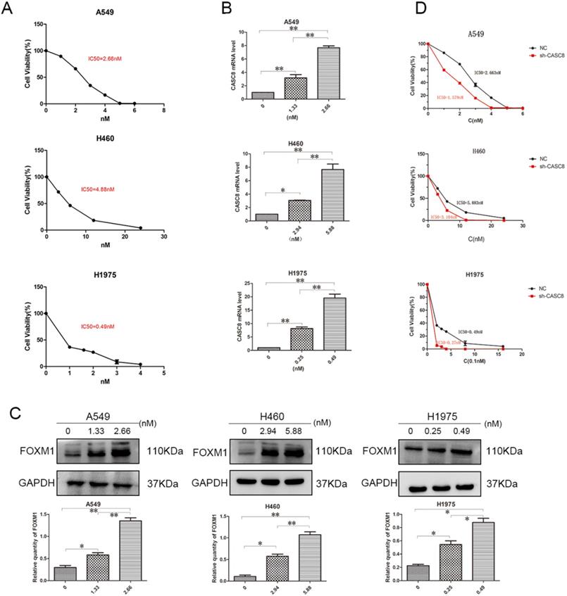 J Cancer Image