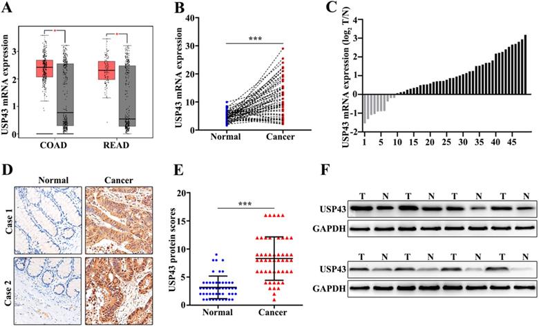 J Cancer Image