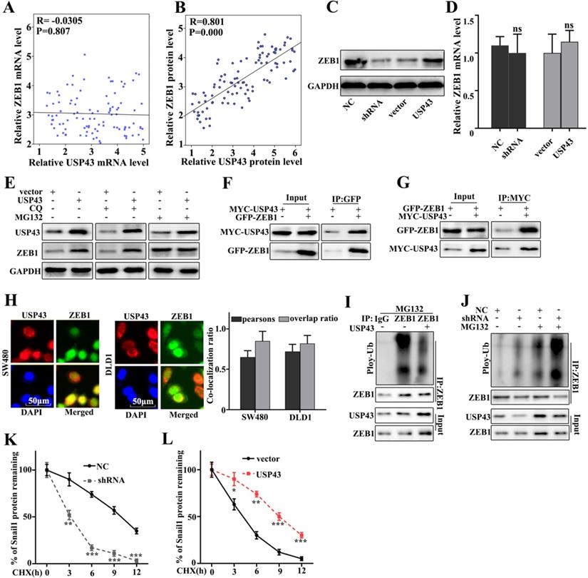 J Cancer Image