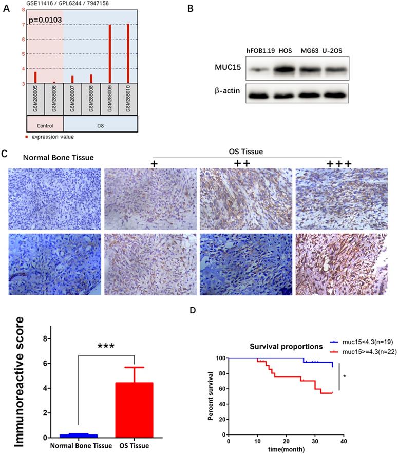 J Cancer Image