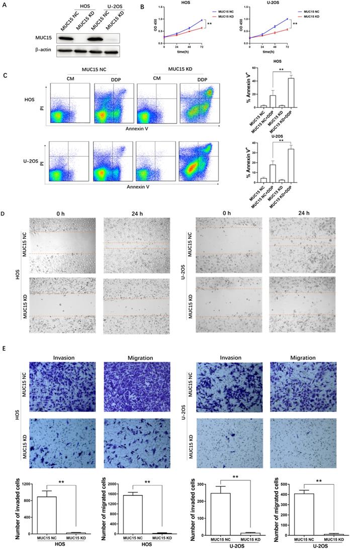 J Cancer Image