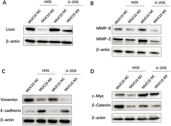 J Cancer Image