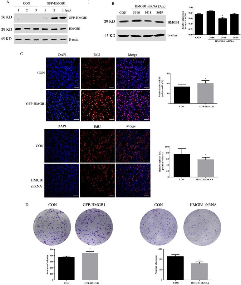 J Cancer Image