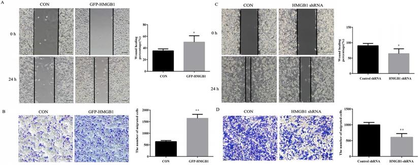 J Cancer Image