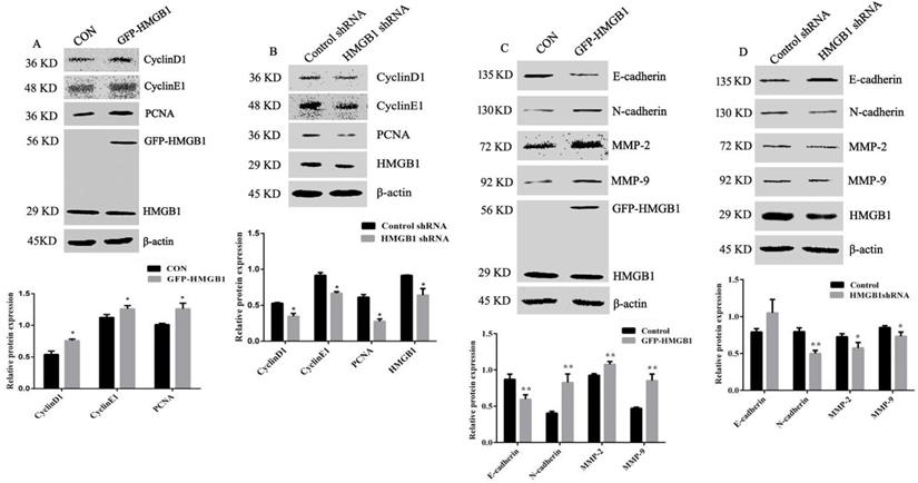 J Cancer Image