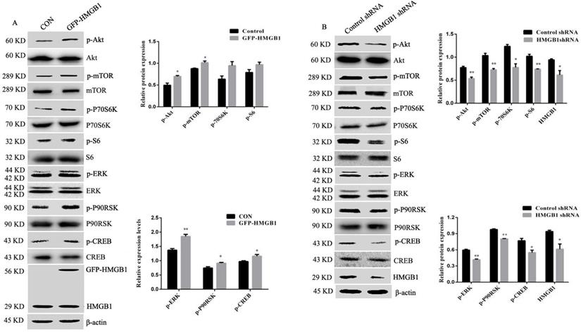 J Cancer Image