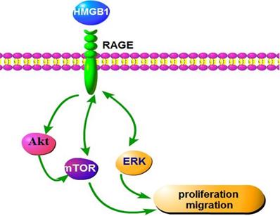 J Cancer Image