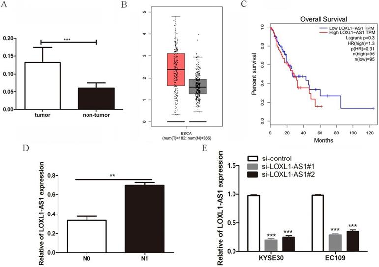 J Cancer Image