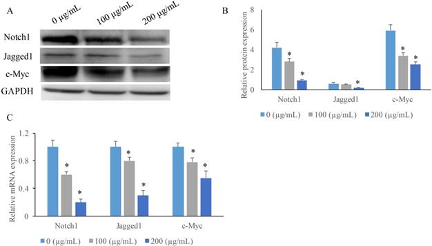 J Cancer Image