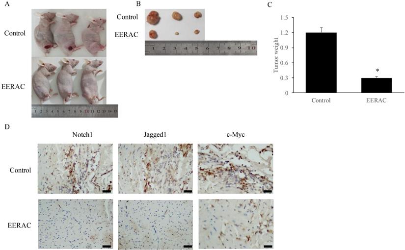 J Cancer Image