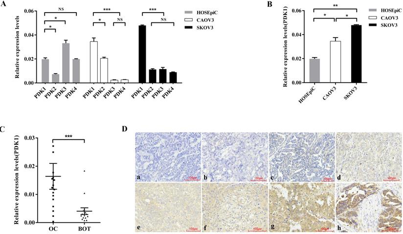 J Cancer Image