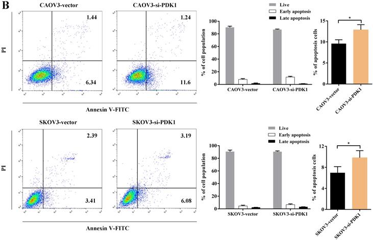 J Cancer Image