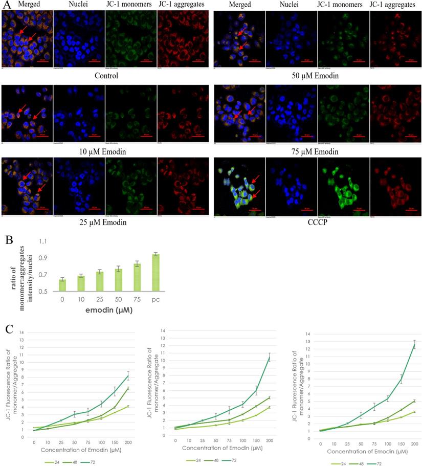 J Cancer Image