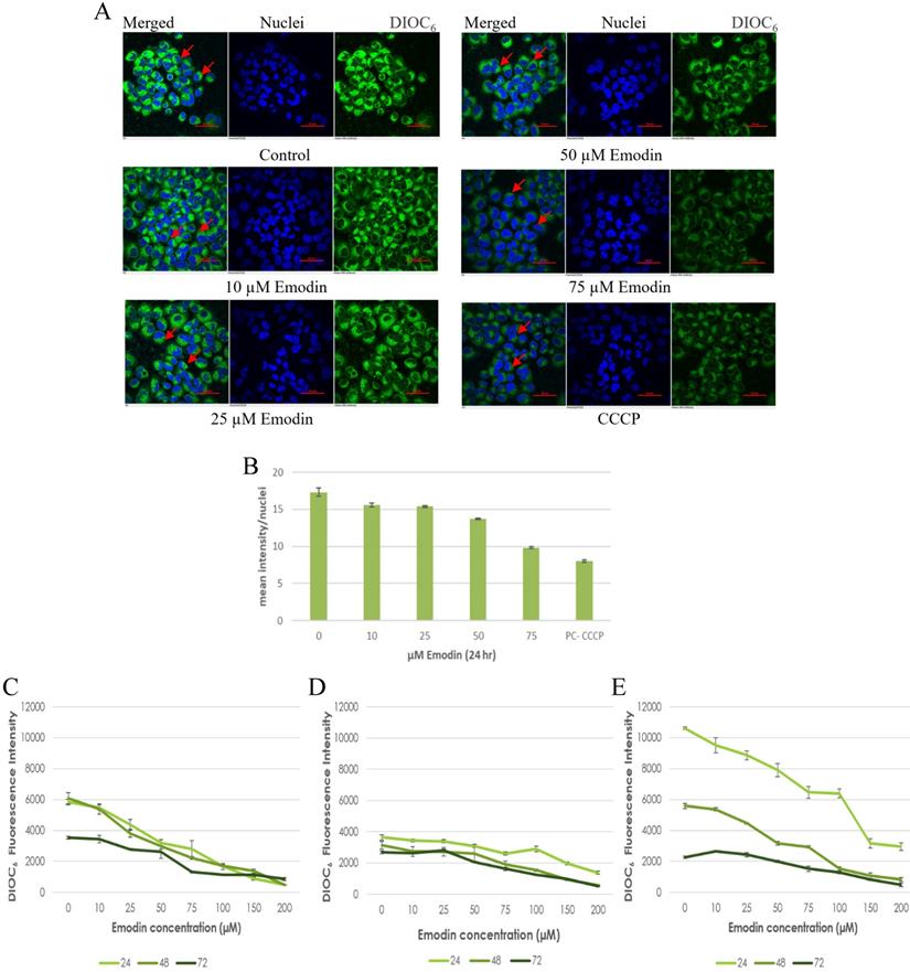 J Cancer Image