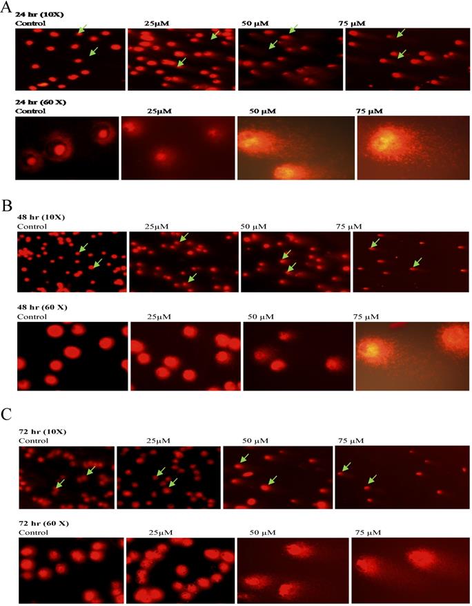 J Cancer Image