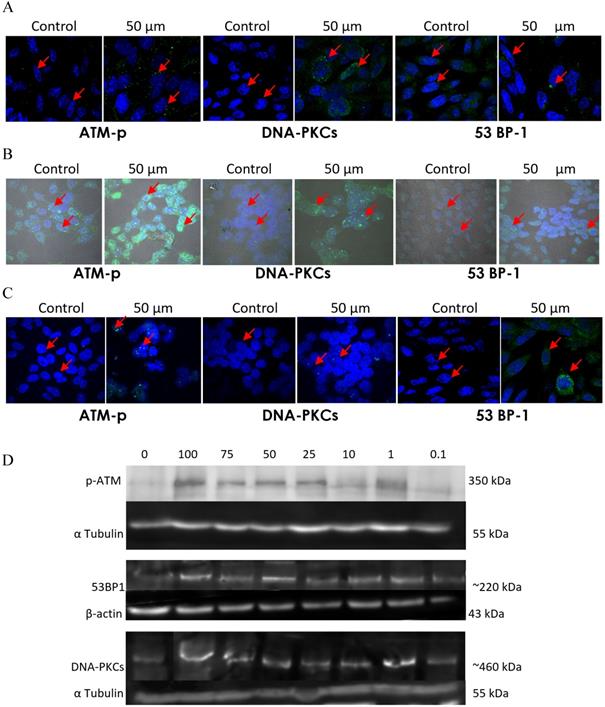 J Cancer Image