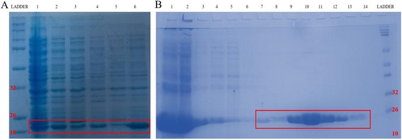 J Cancer Image