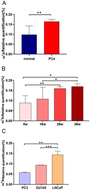 J Cancer Image