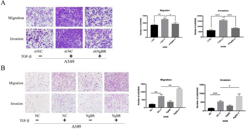 J Cancer Image