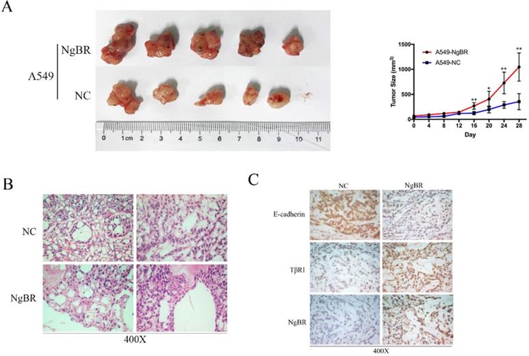 J Cancer Image