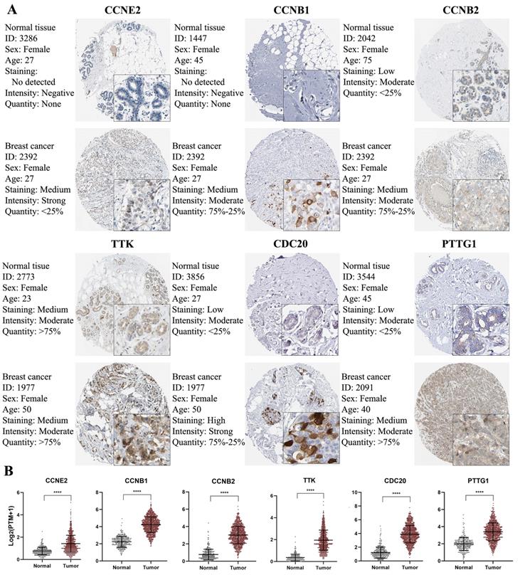 J Cancer Image