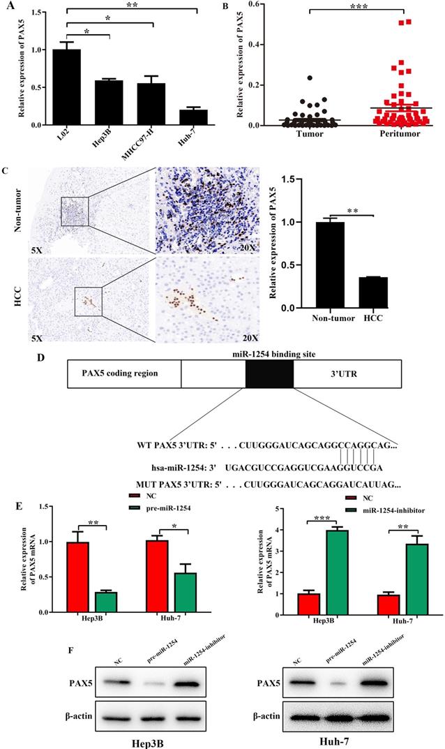 J Cancer Image