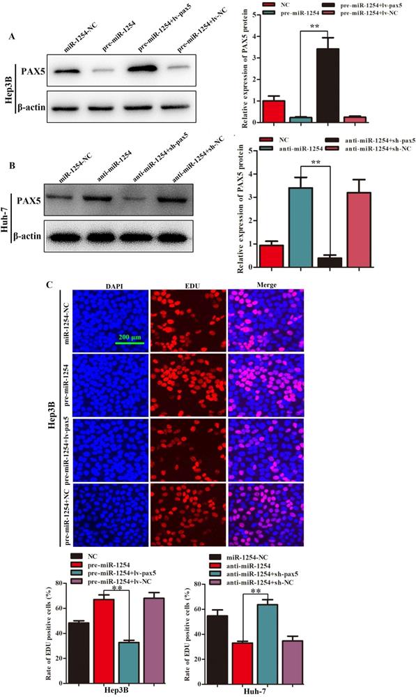 J Cancer Image