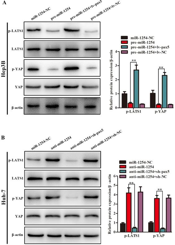 J Cancer Image