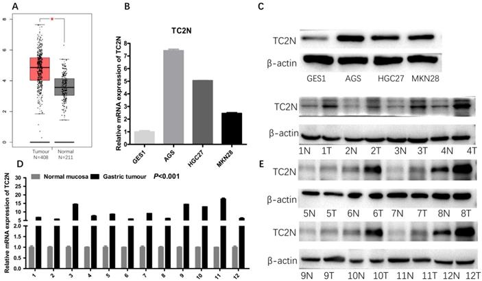 J Cancer Image