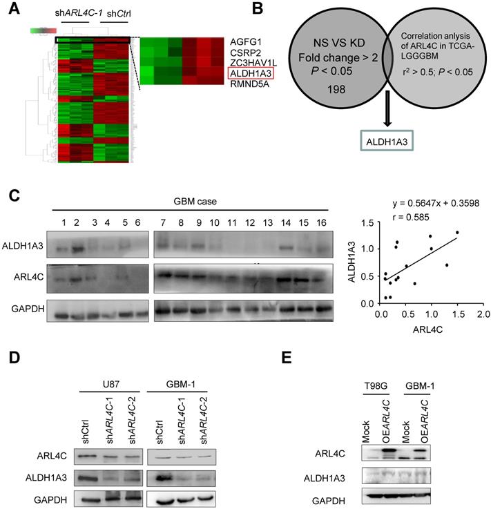 J Cancer Image