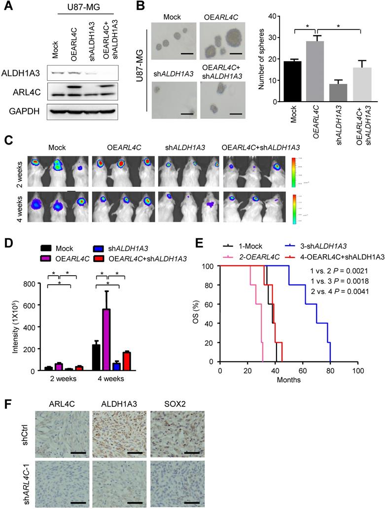 J Cancer Image