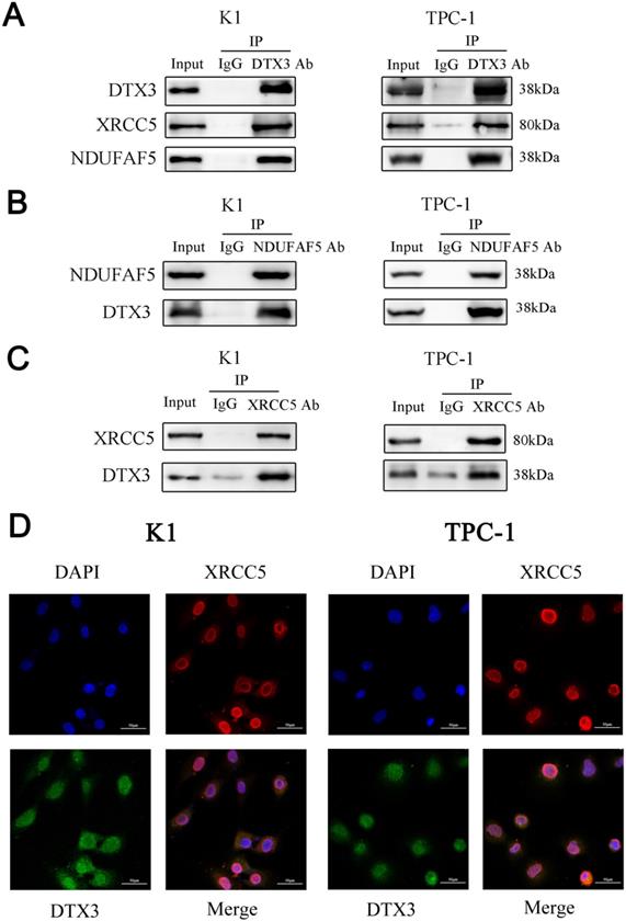 J Cancer Image