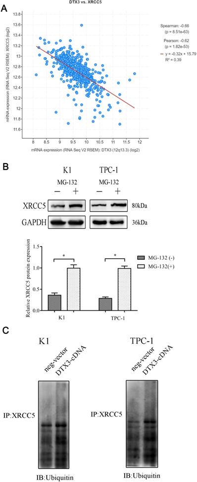 J Cancer Image