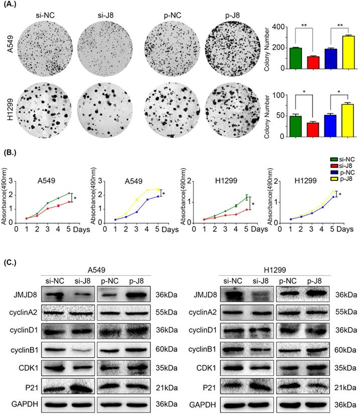 J Cancer Image