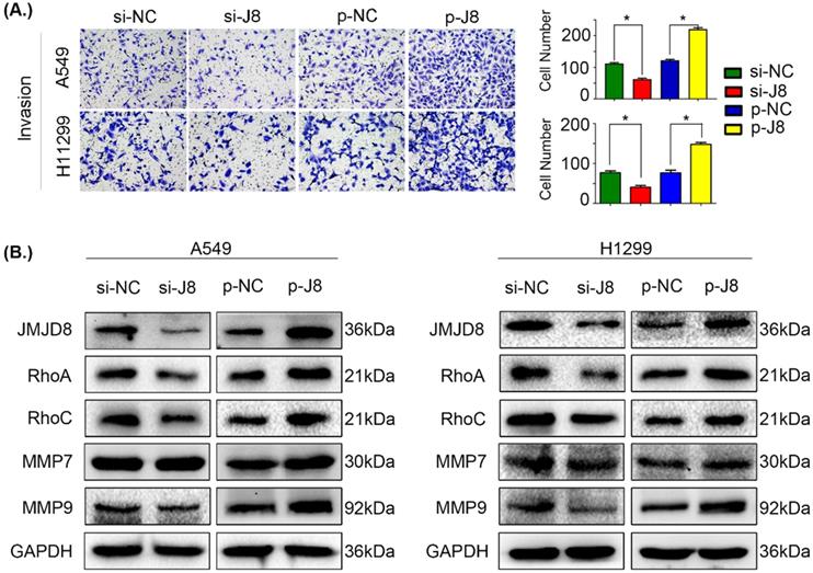 J Cancer Image