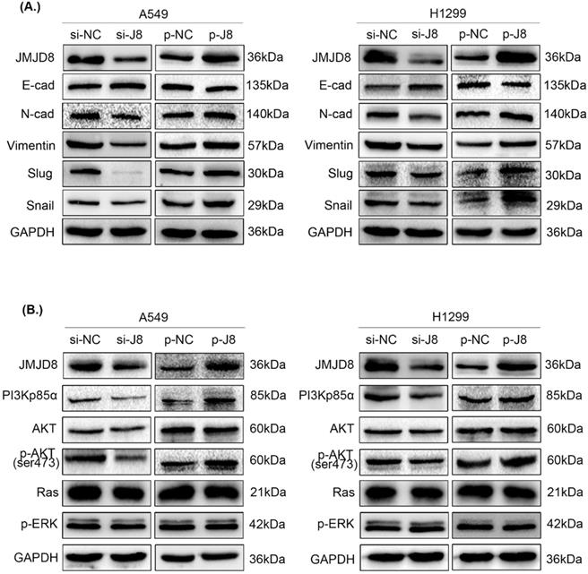 J Cancer Image