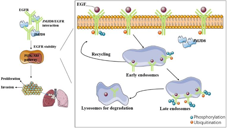 J Cancer Image