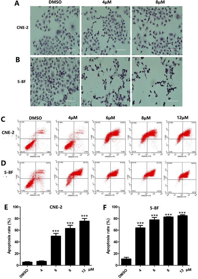 J Cancer Image