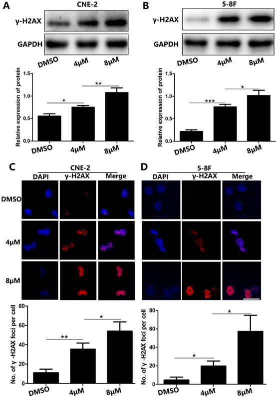 J Cancer Image