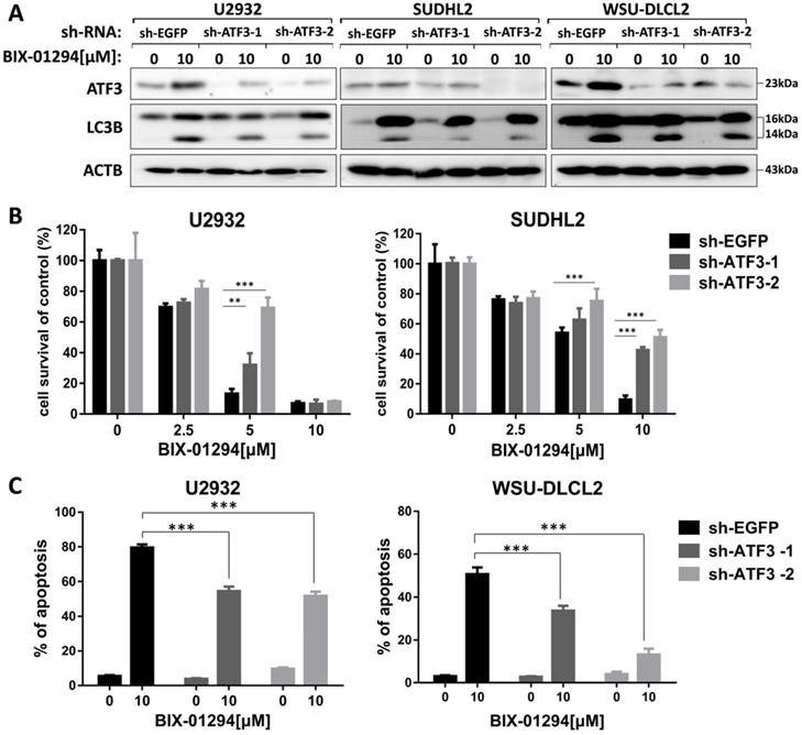 J Cancer Image