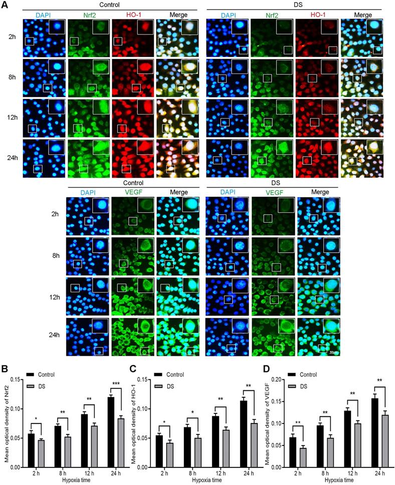 J Cancer Image