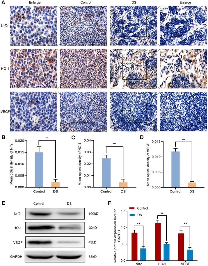 J Cancer Image