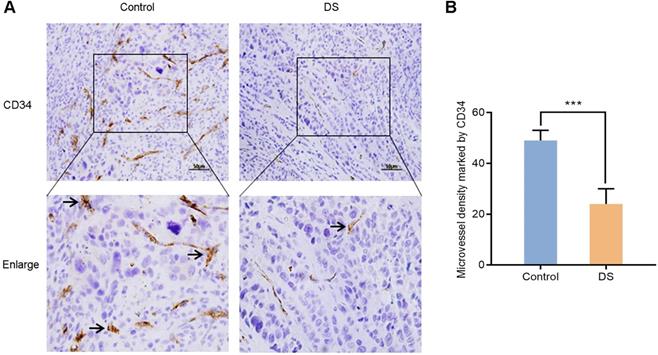 J Cancer Image