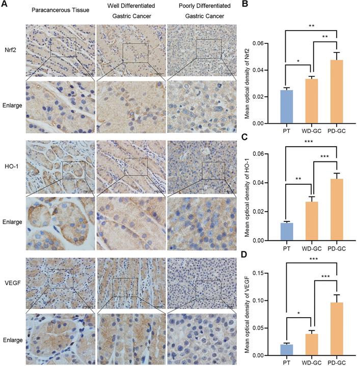 J Cancer Image