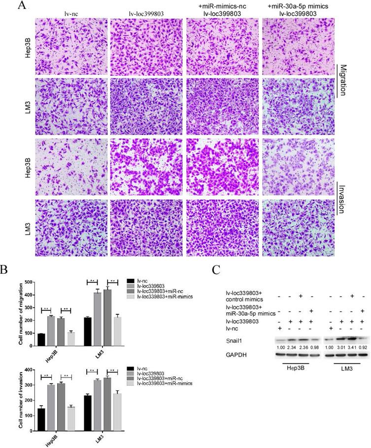 J Cancer Image