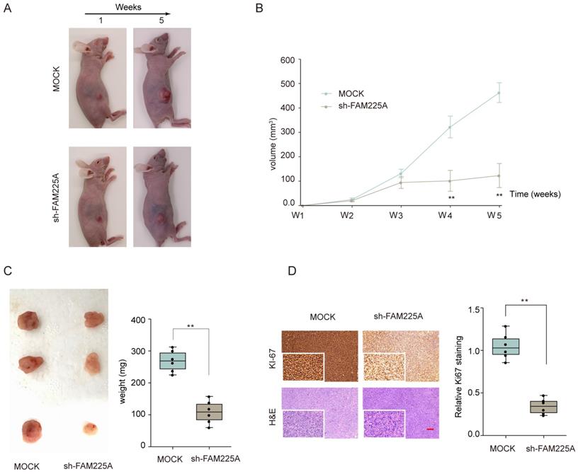 J Cancer Image