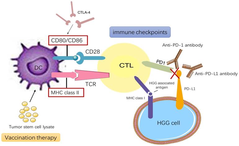 J Cancer Image