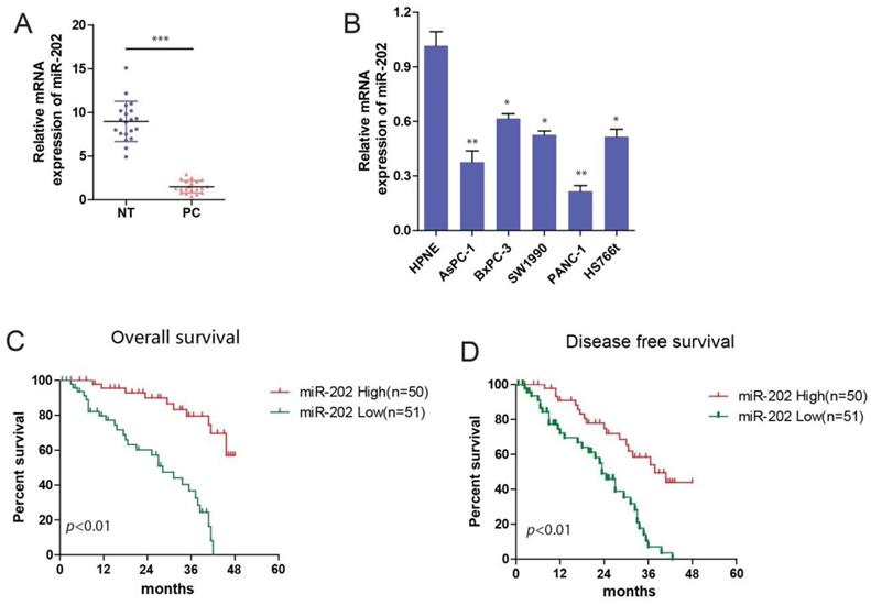 J Cancer Image